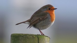 robin